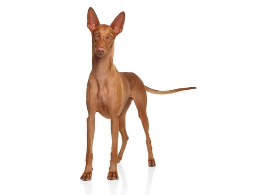 Egyptian clearance pharaoh dog